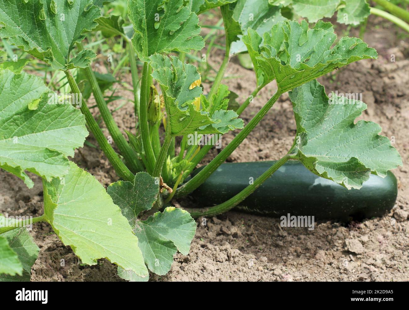 Zucchini plant in vegetable garden growing Stock Photo Alamy