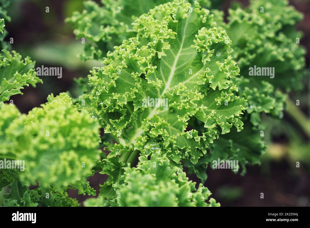 Young kale growing in the vegetable garden Stock Photo