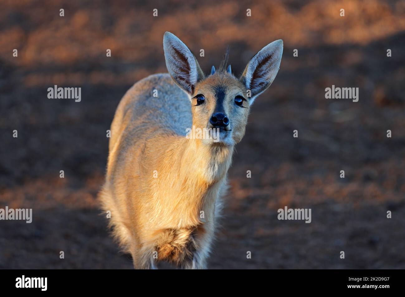 Common duiker portrait - South Africa Stock Photo