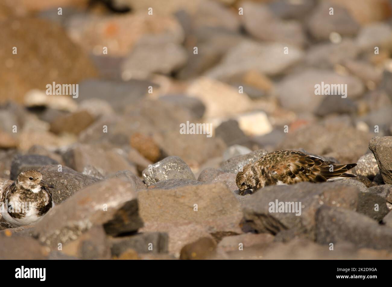 Ruddy turnstones Arenaria interpres. Stock Photo