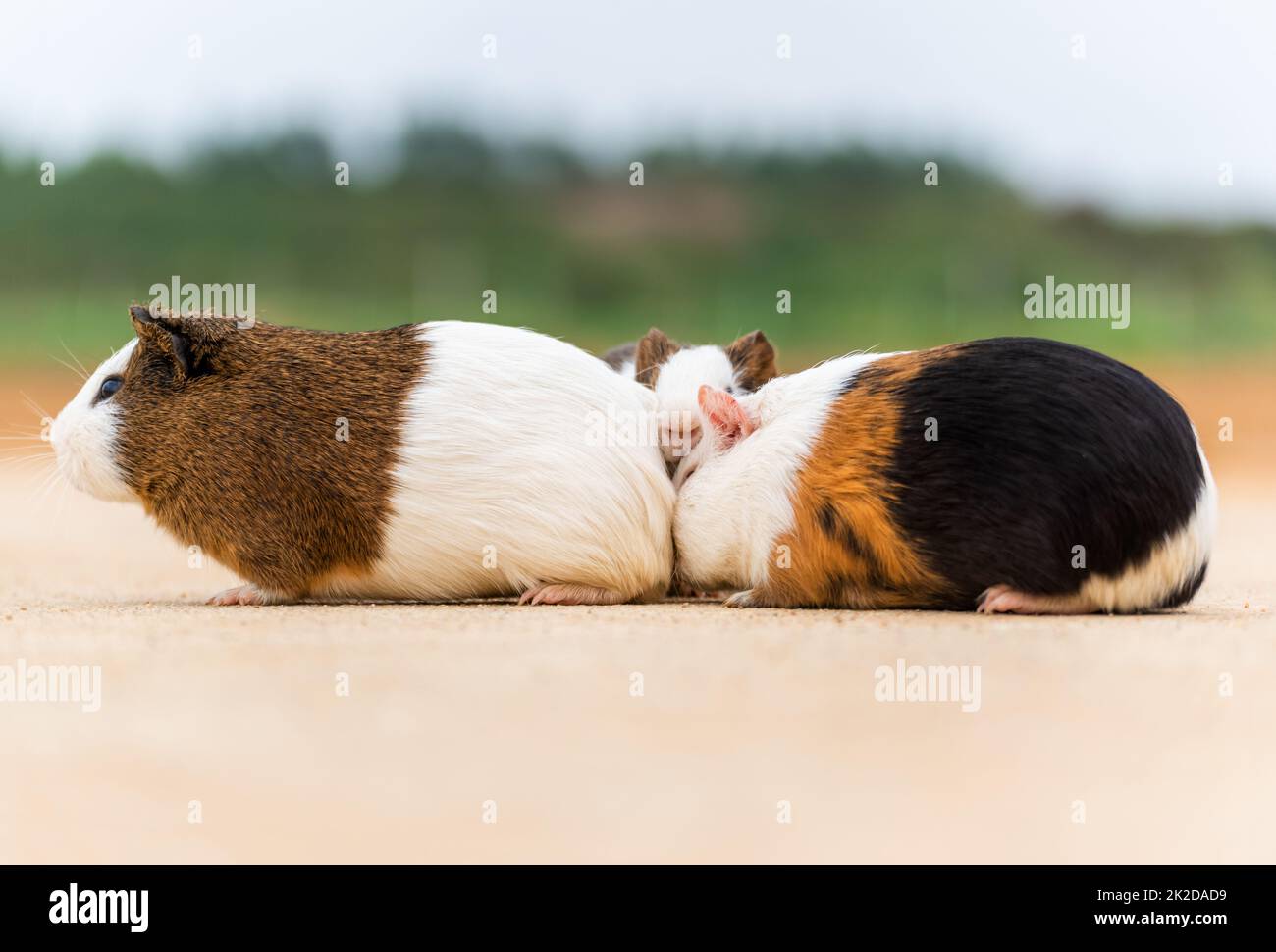 Three guinea pigs on a concrete pavement Stock Photo Alamy