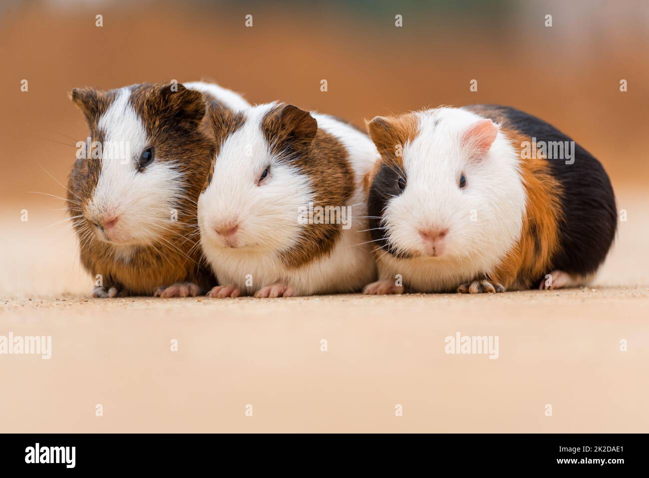 Three guinea pigs on a concrete pavement Stock Photo Alamy
