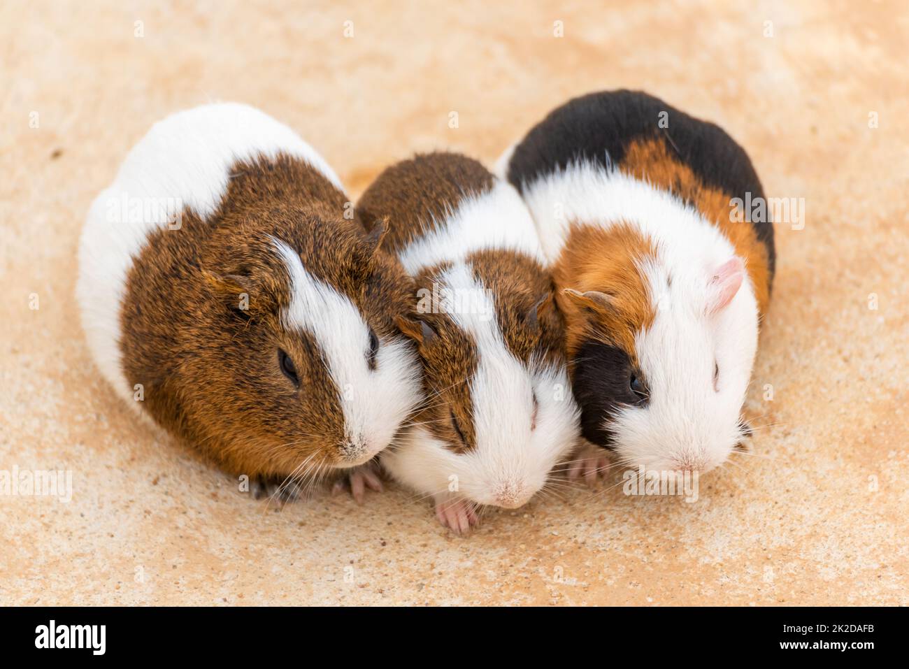 Three guinea pigs on a concrete pavement Stock Photo Alamy