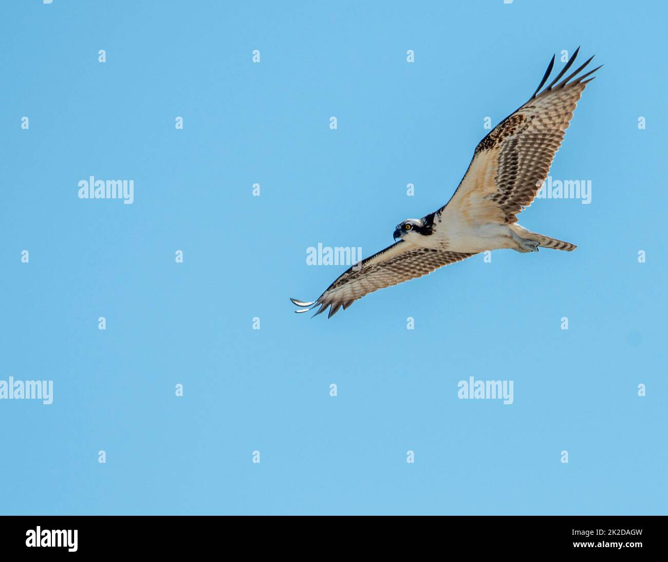 Ospery In Flight against a clear blue Sky Stock Photo - Alamy