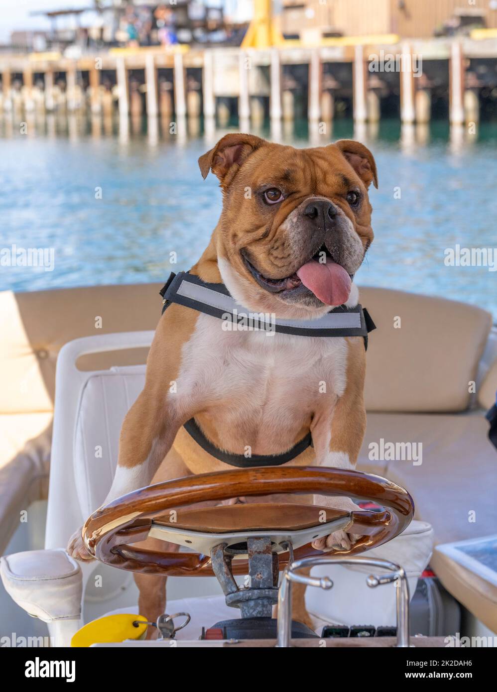 Bulldog at the wheel of a boat on an ocean canal Stock Photo