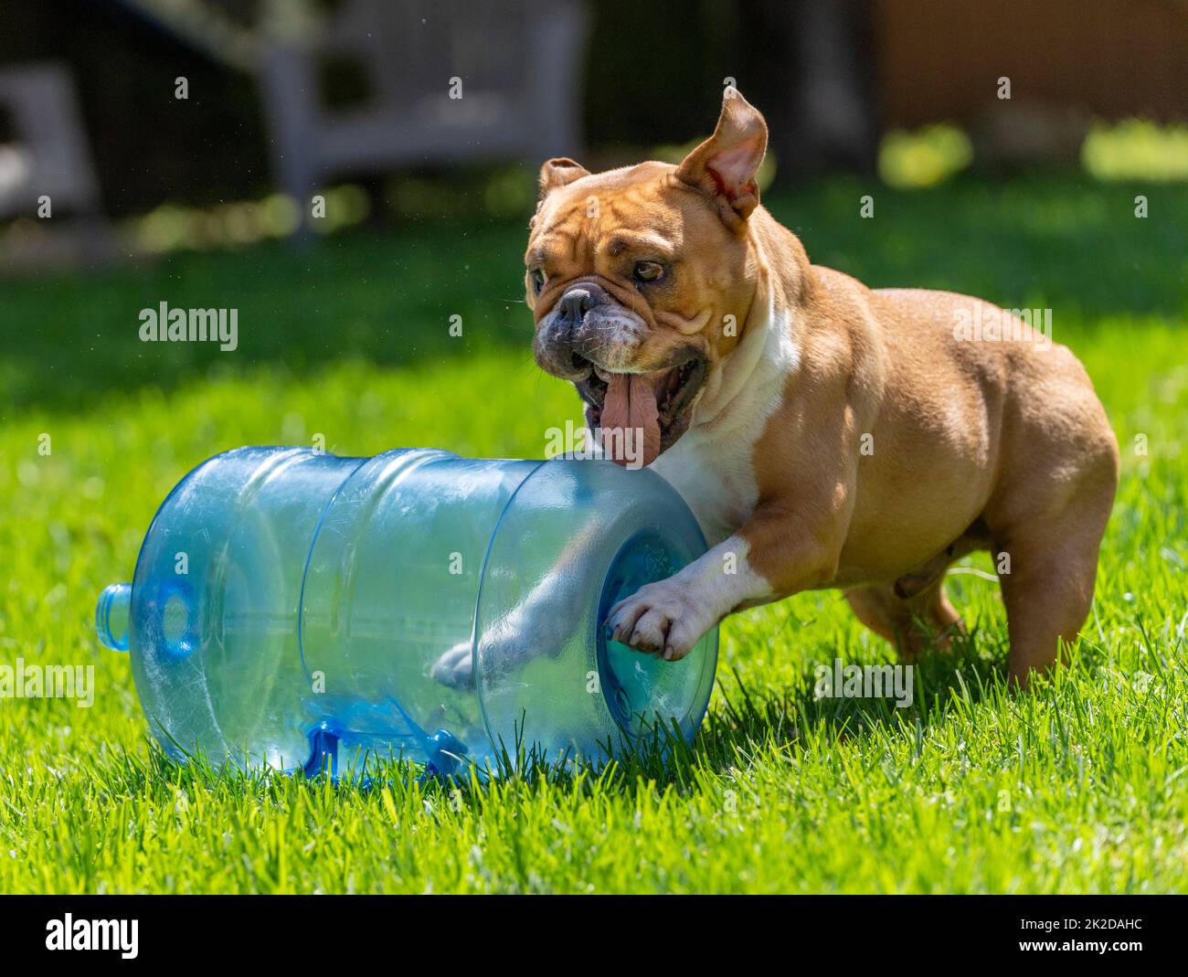 Red and white bulldog playing with a large wattle bottle in the grass Stock Photo