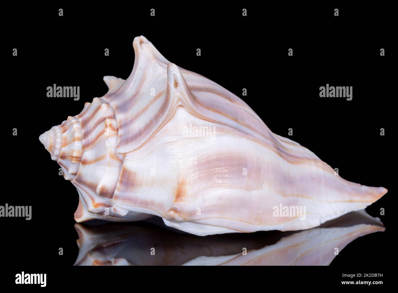 Single sea shell of Aliger gigas known as the queen conch isolated on black background, close up Stock Photo