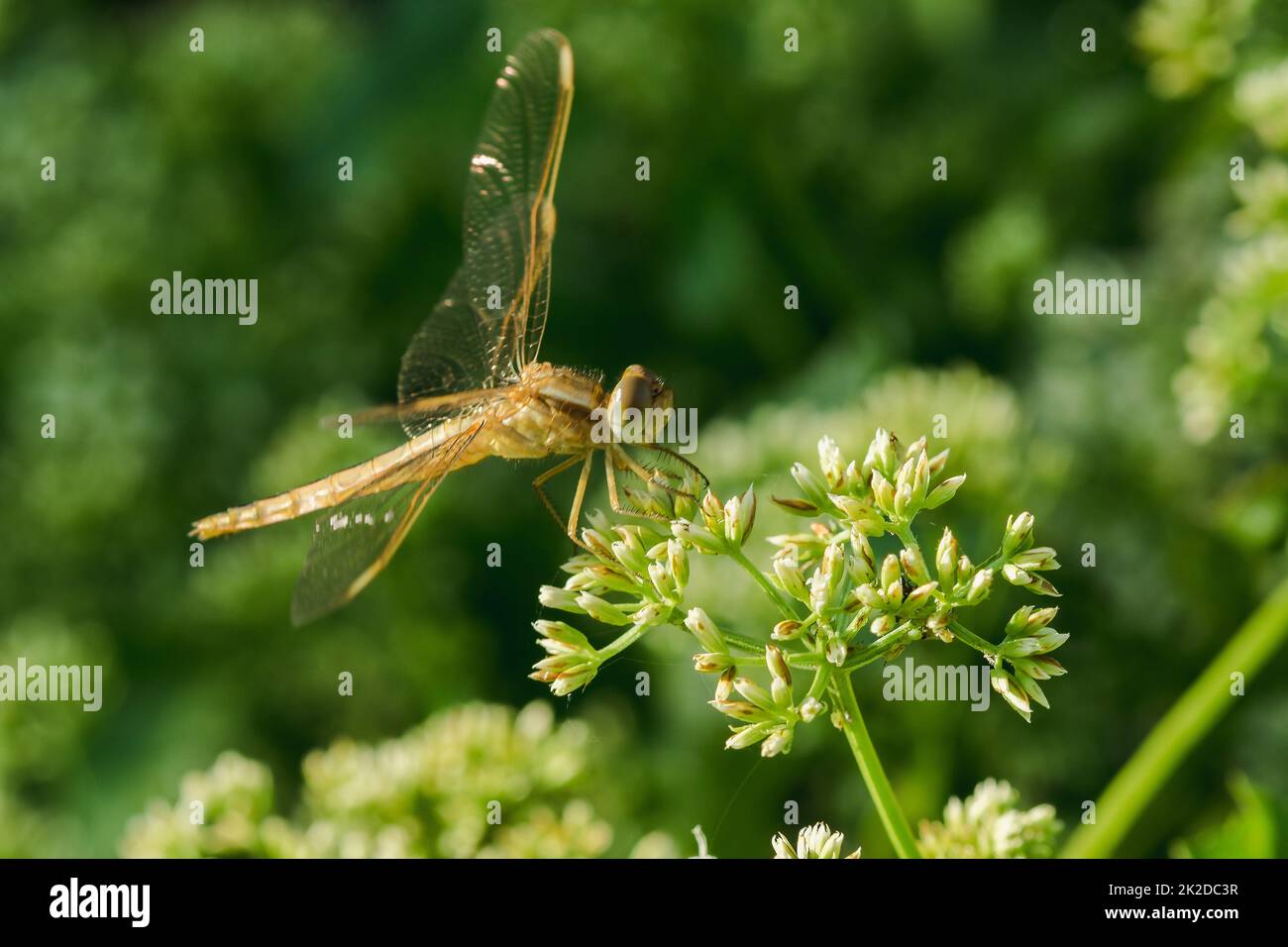 Yellow dragonflies are on the pollen of flowers in nature Stock Photo ...