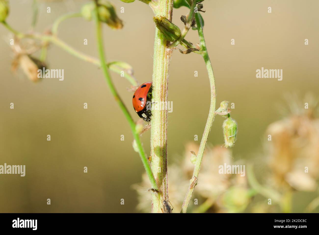 Tree Ladybug Ladybug on the tree is classified as a scarab Invertebrate There are ...