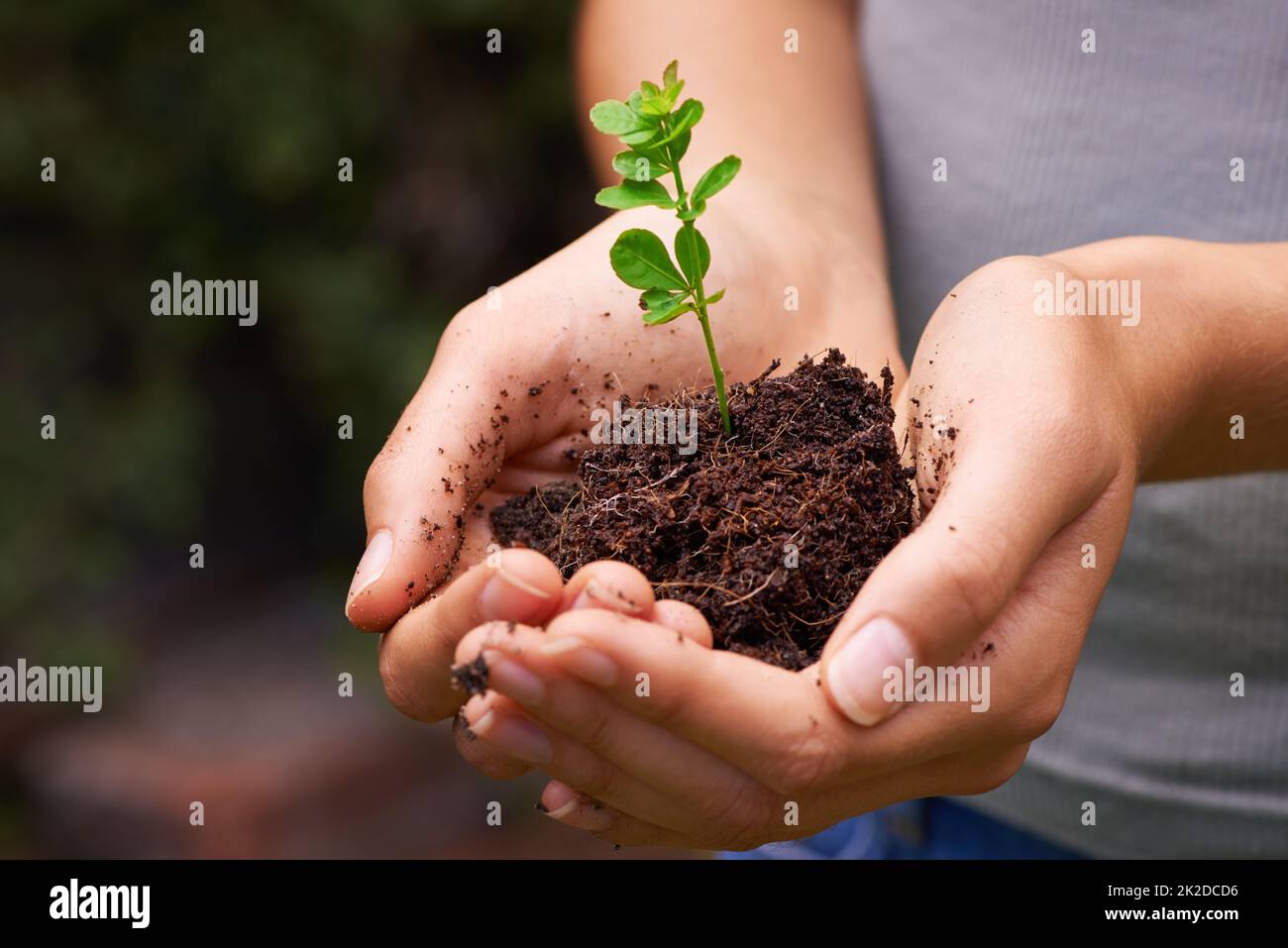 Nurturing the balance of nature. Cropped shot of a young womans hands holding a seedling. Stock Photo