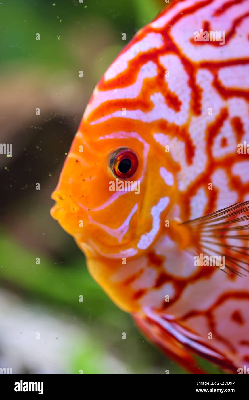Portrait of a discus in the aquarium, discus fish belongs to the cichlids Stock Photo Alamy
