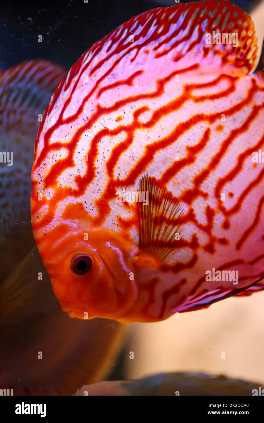 Portrait of a discus in the aquarium, discus fish belongs to the cichlids. Stock Photo