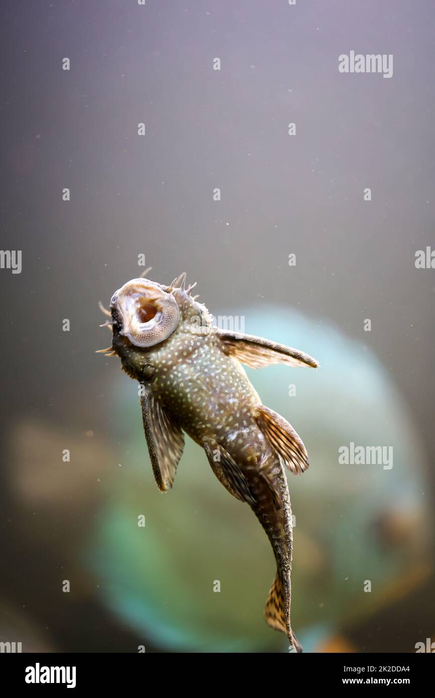 An antenna catfish sucked on the glass of an aquarium. Stock Photo