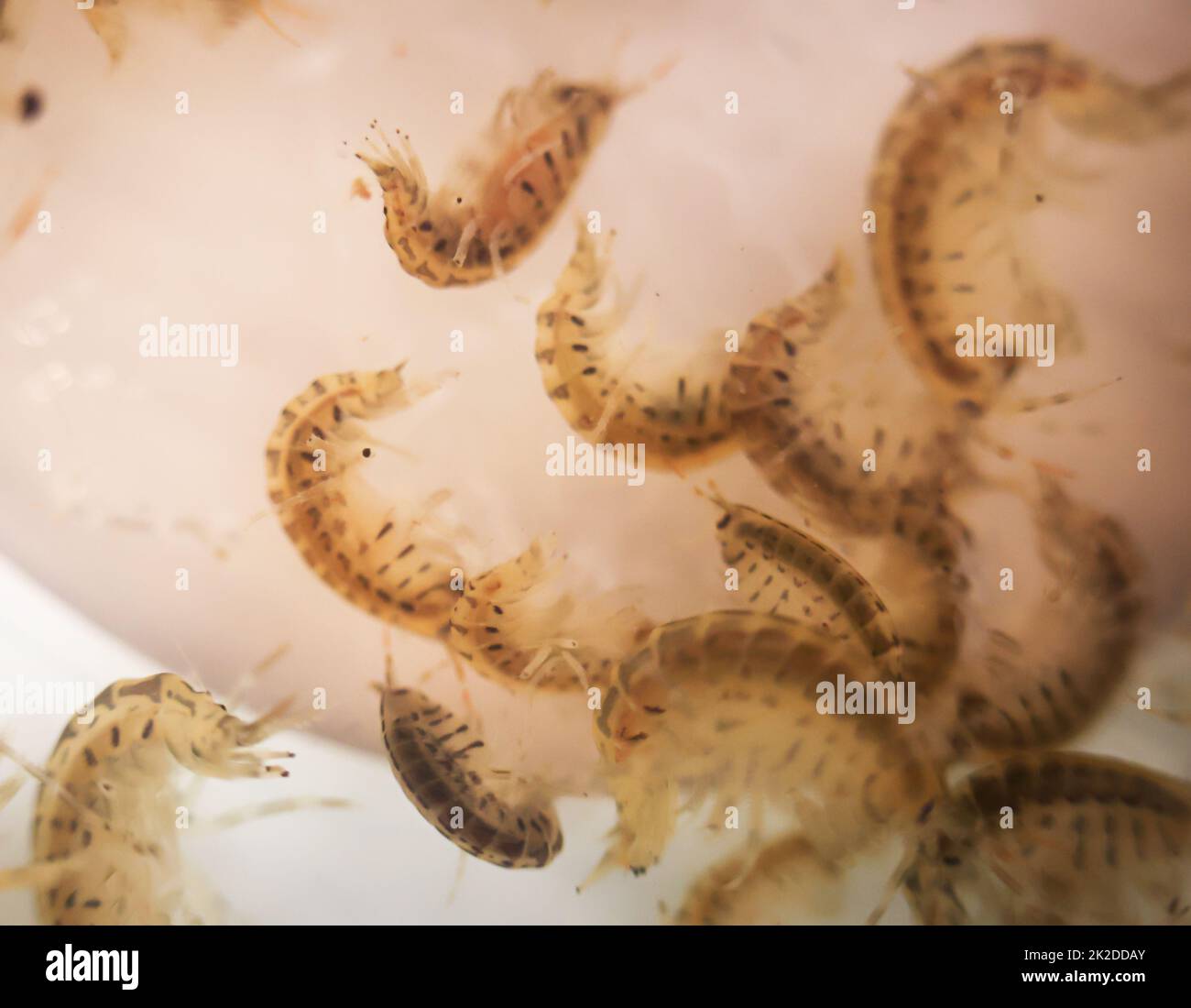 Many crayfish in a plastic container. Stock Photo