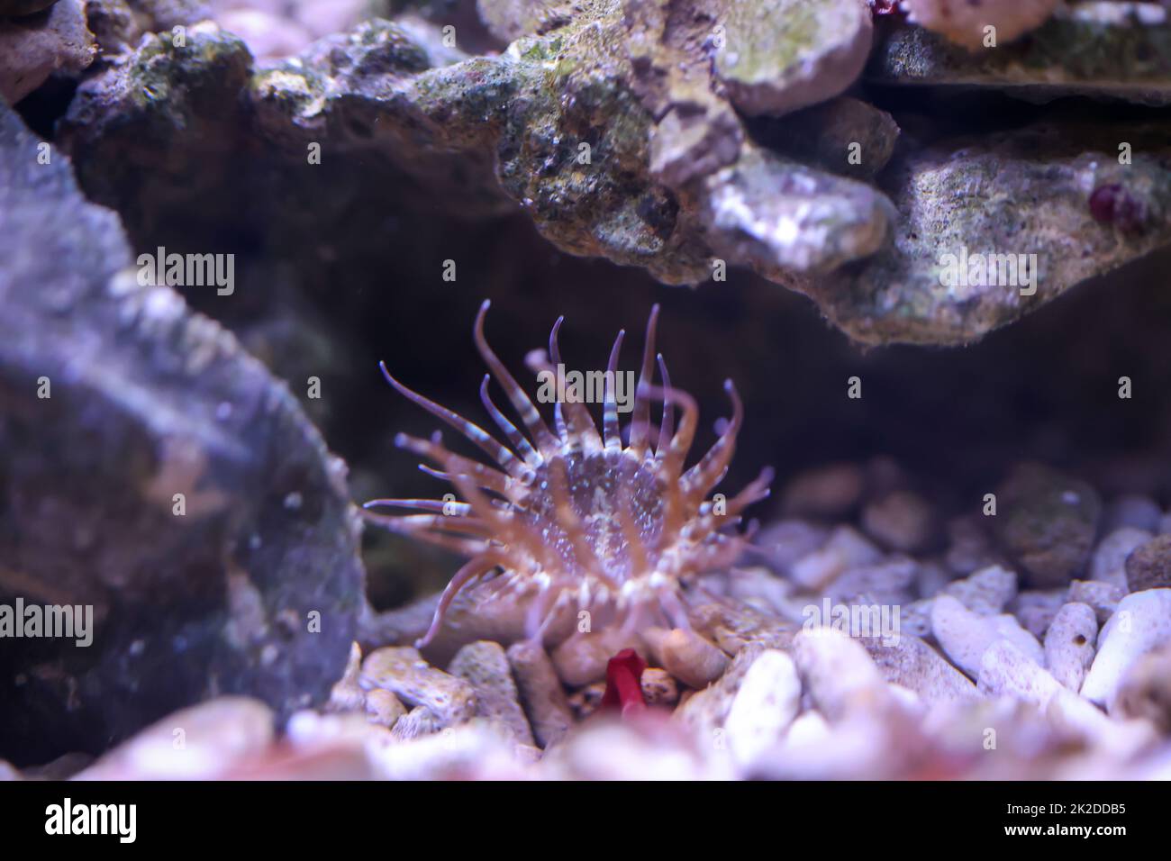 A glass rose in a marine aquarium. Glass roses are anemones and therefore animals. Stock Photo