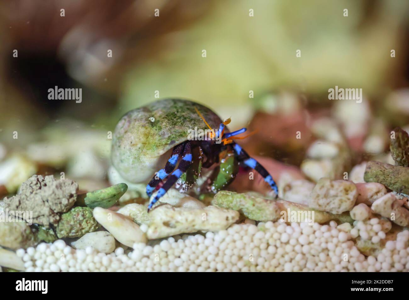 A hermit crab, crab in a snail shell in a marine aquarium. Stock Photo