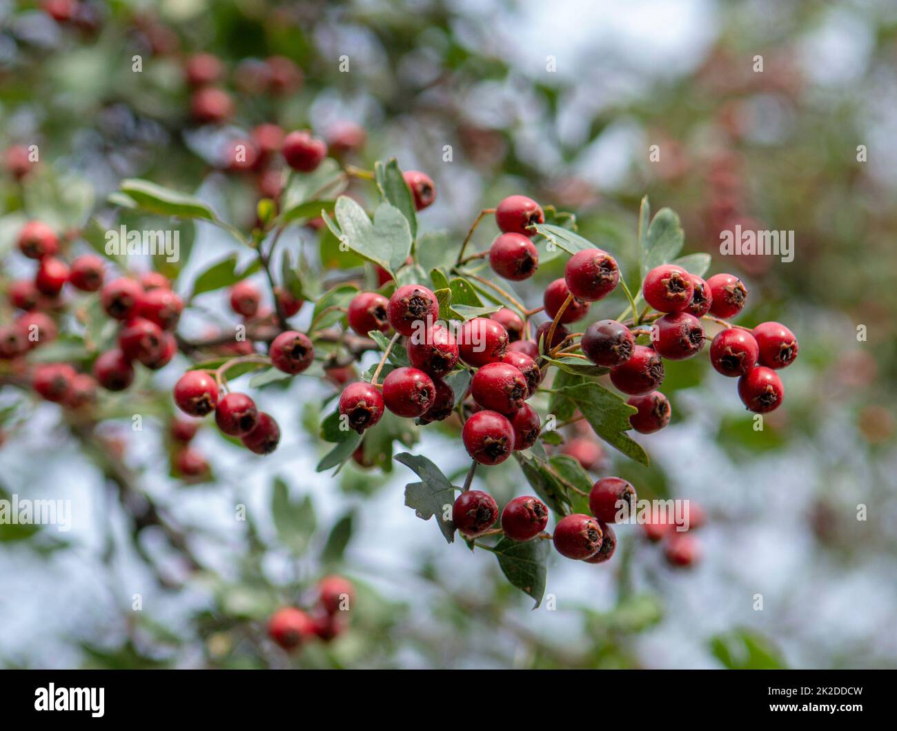 Red Hawthorn (Crataegus) berries in autumn. The plant is also known as Quickthorn, Thornapple, Whitethorn, Mayflower or Hawberry. Stock Photo
