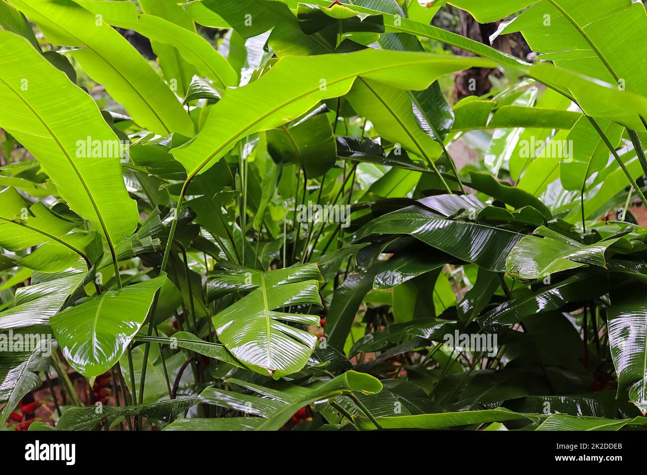 Beautiful green close up shots of tropical plant leaves taken on the Seychelles islands Stock Photo