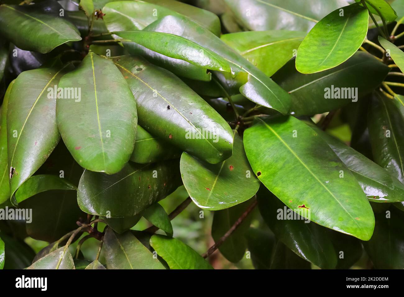 Beautiful green close up shots of tropical plant leaves taken on the ...