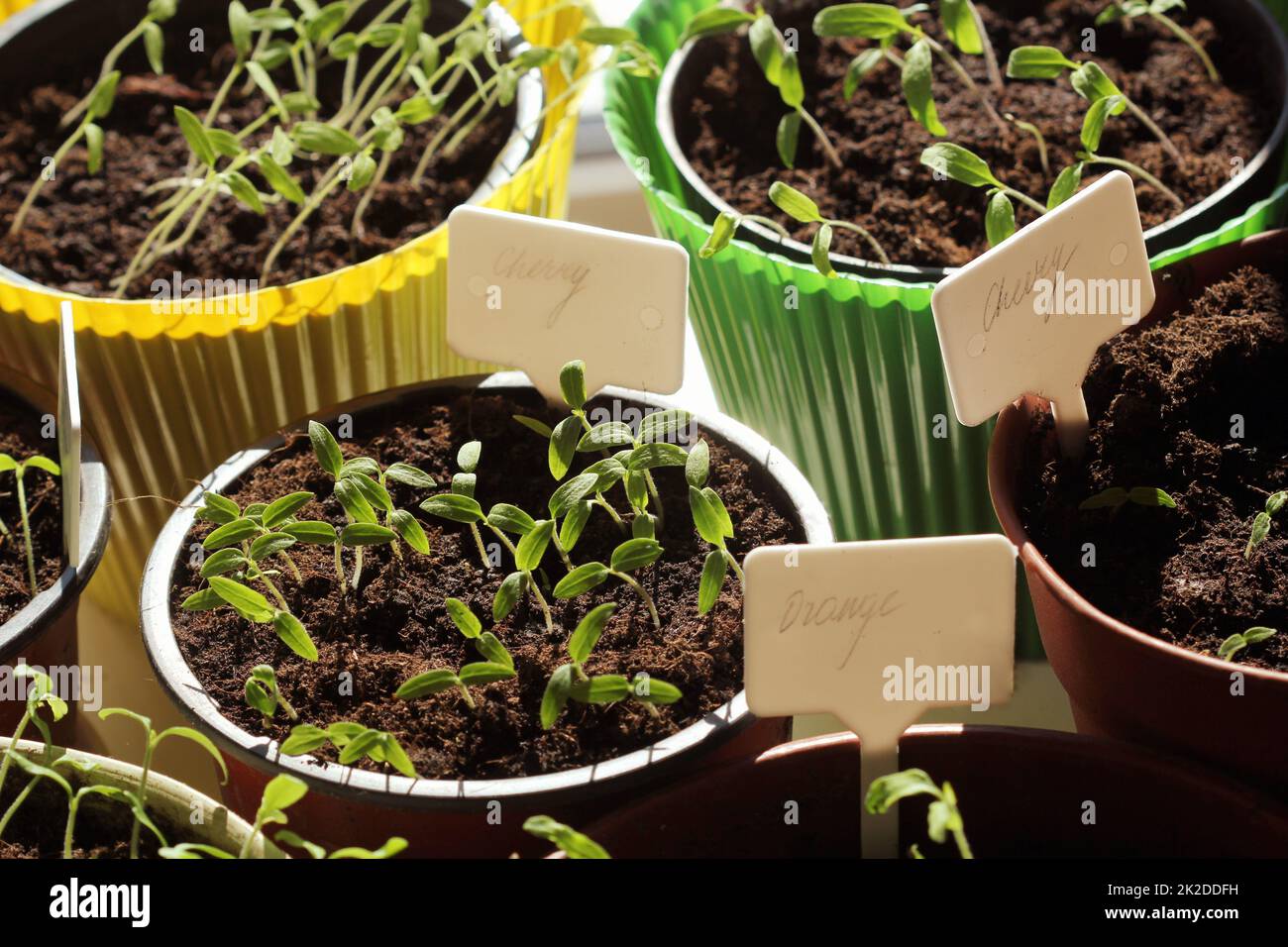 Young tomato seedlings with plastic tags in pots Stock Photo