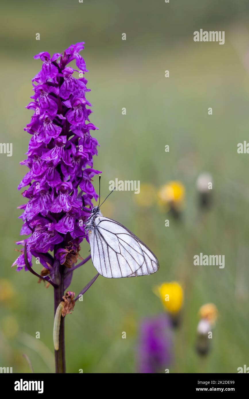 Black-veined White butterfly, Aporia crataegi and Heath Spotted Orchid or Moorland Spotted Orchid (Dactylorhiza maculata) Stock Photo