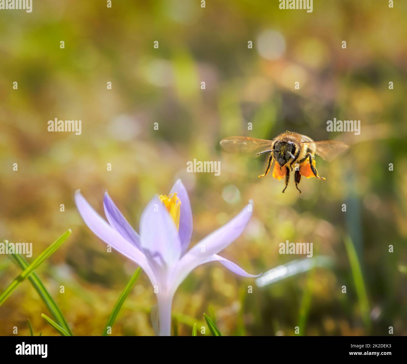 Purple flower with bee hi-res stock photography and images - Alamy