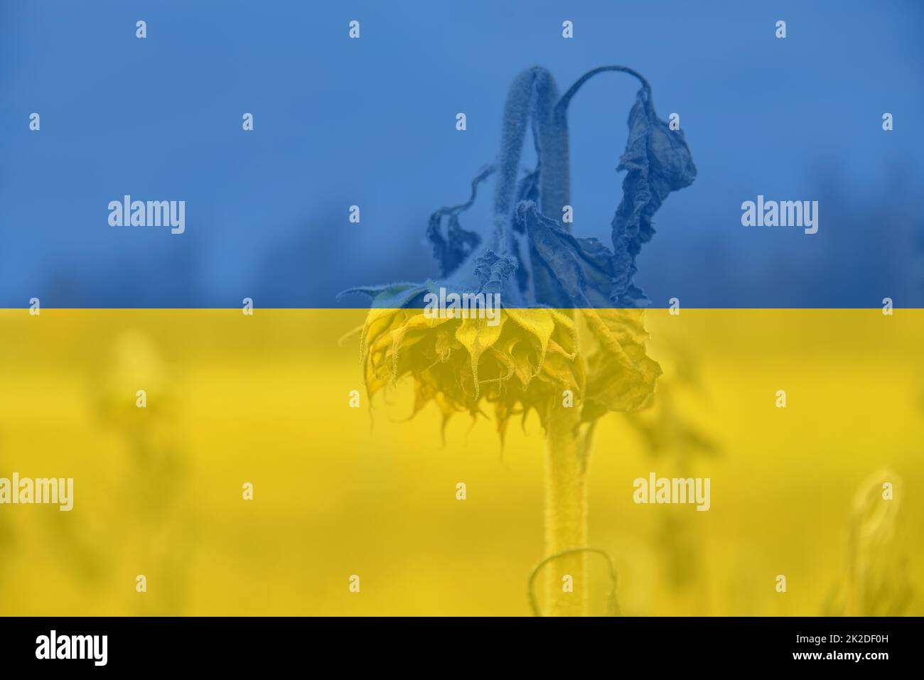 Sunflower ukrainian flag hi-res stock photography and images - Alamy