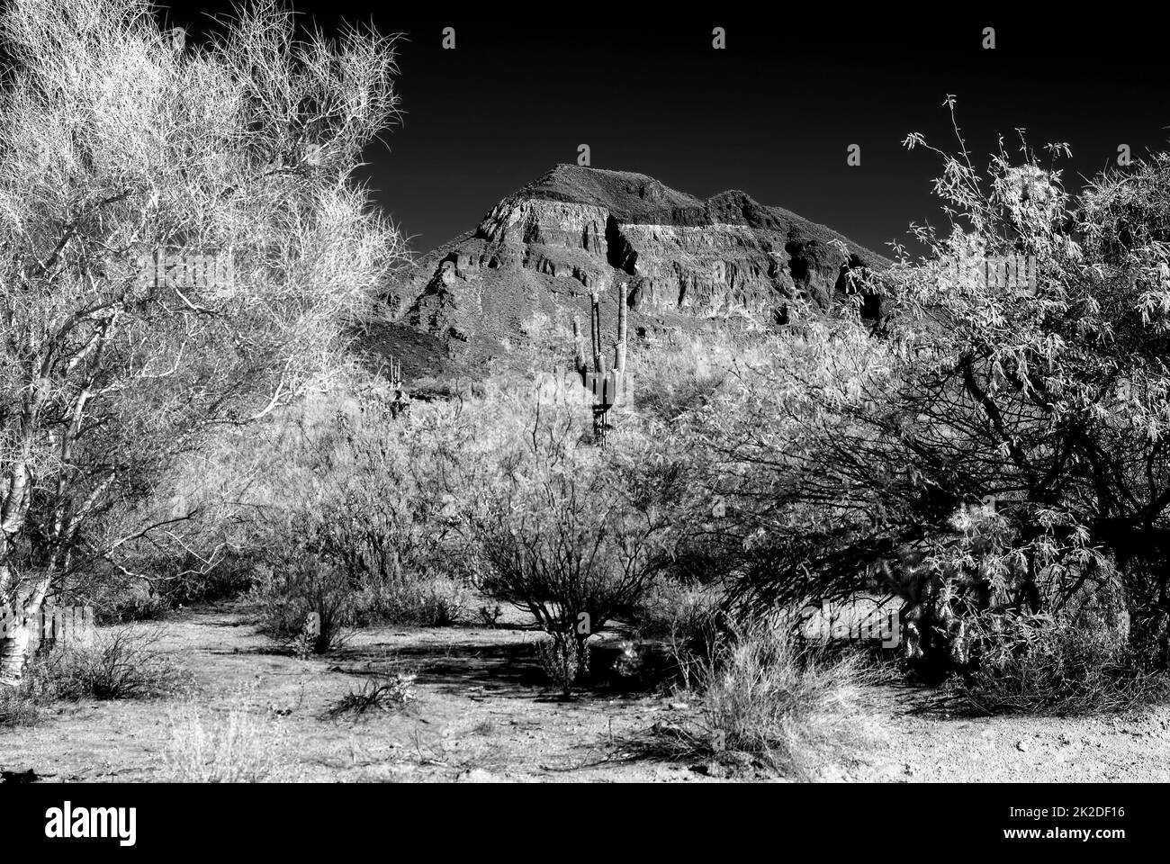 Infrared Arizona desert mountain and Saguaro Stock Photo