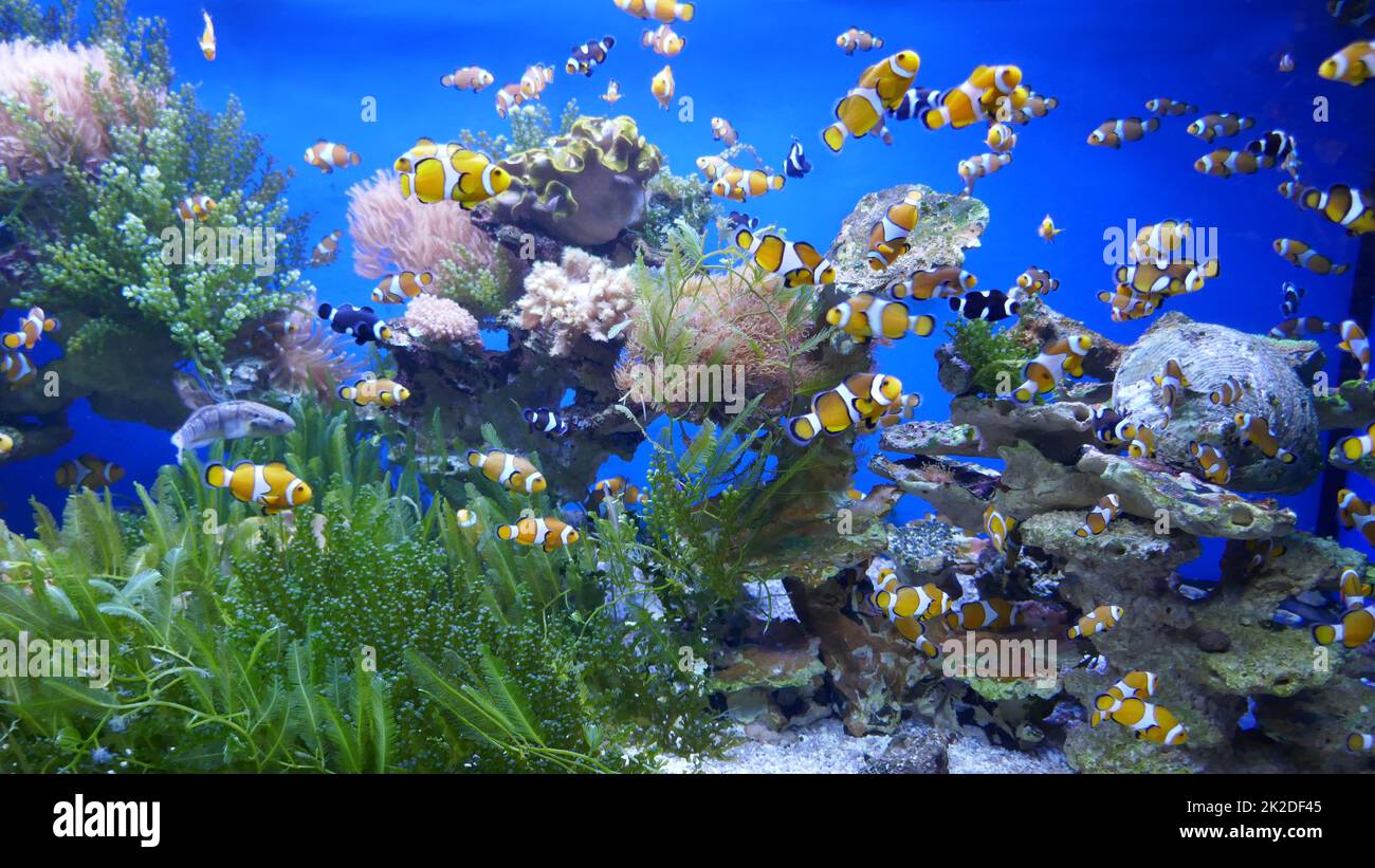 Coral in aquarium underwater world hi-res stock photography and images ...
