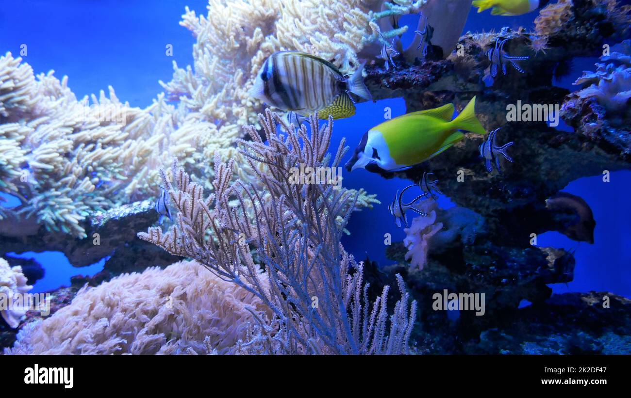 Underwater world in the aquarium Stock Photo