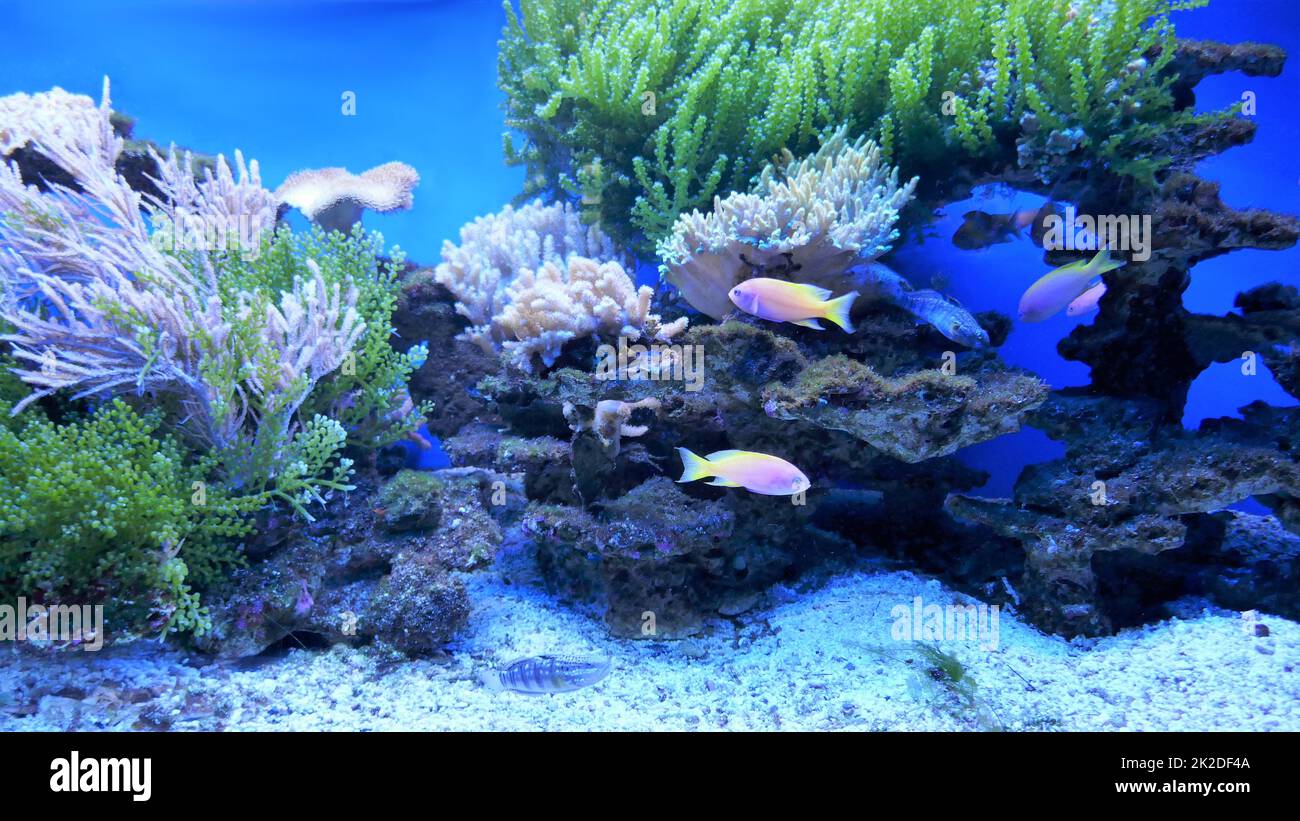 Stunning Underwater World Aquarium Installation image