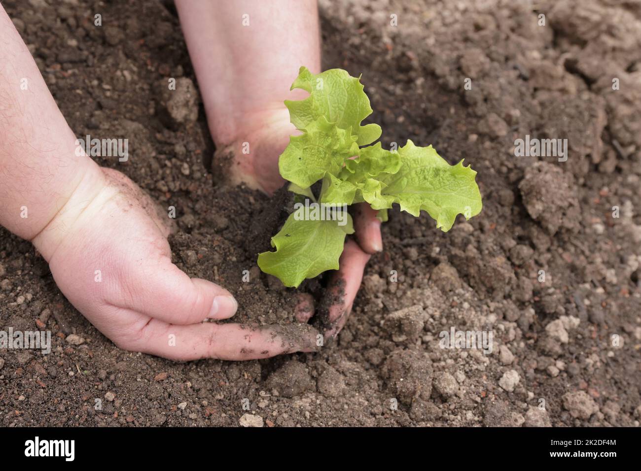 planting a young lettuce plant Stock Photo Alamy