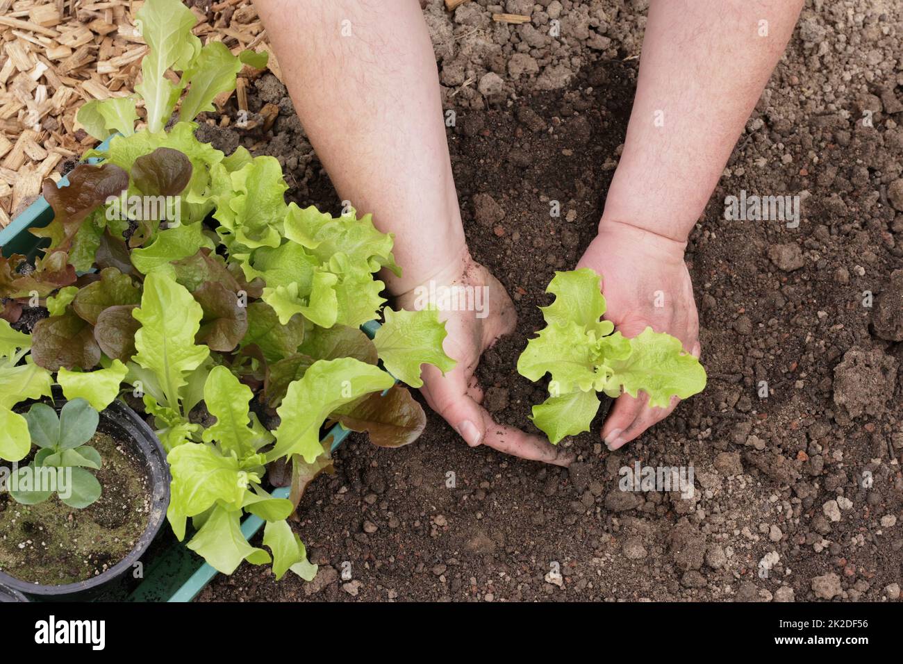 planting a young lettuce plant Stock Photo Alamy