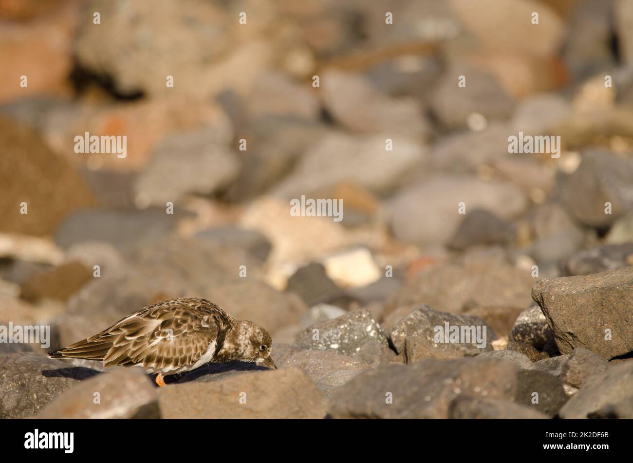 Ruddy turnstone searching for food. Stock Photo