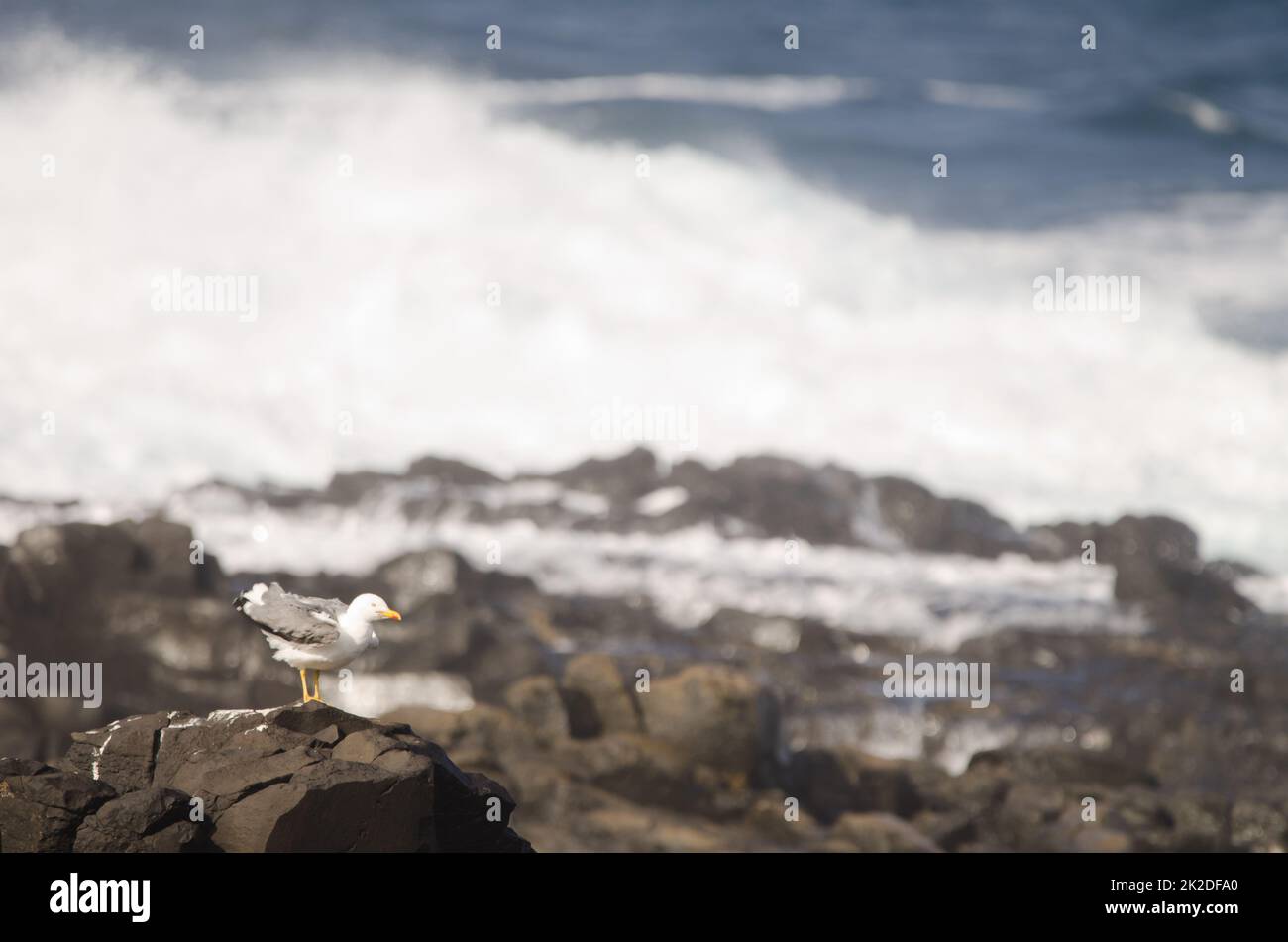 Yellow-legged gull Larus michahellis atlantis. Stock Photo