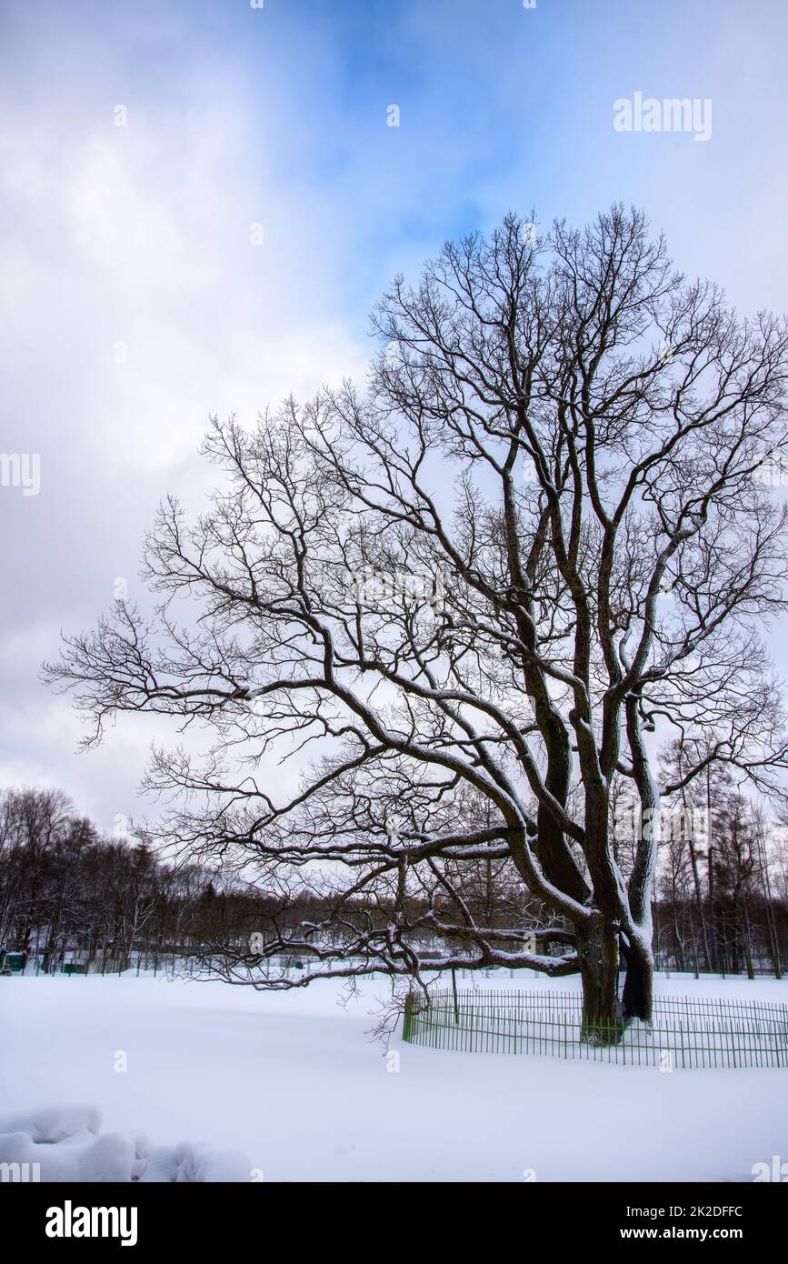 Winter landscape in a park with trees covered with snow Stock Photo - Alamy