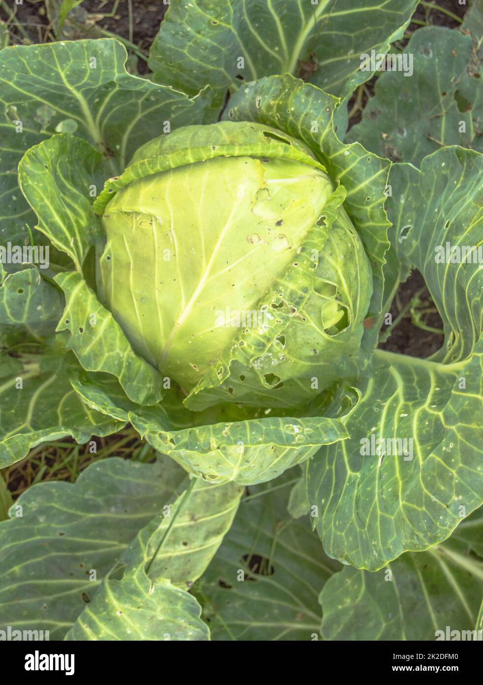 Close-up of white ripe cabbage, top view. Organic vegetable vertical background Stock Photo