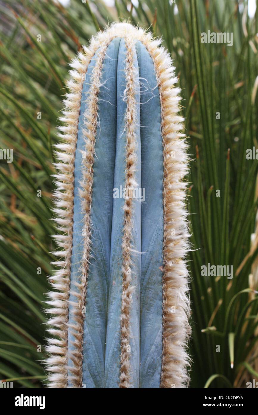 Raro Cactus Colonnare Colorato, 50 Semi Per Coltivazione - Foto 7