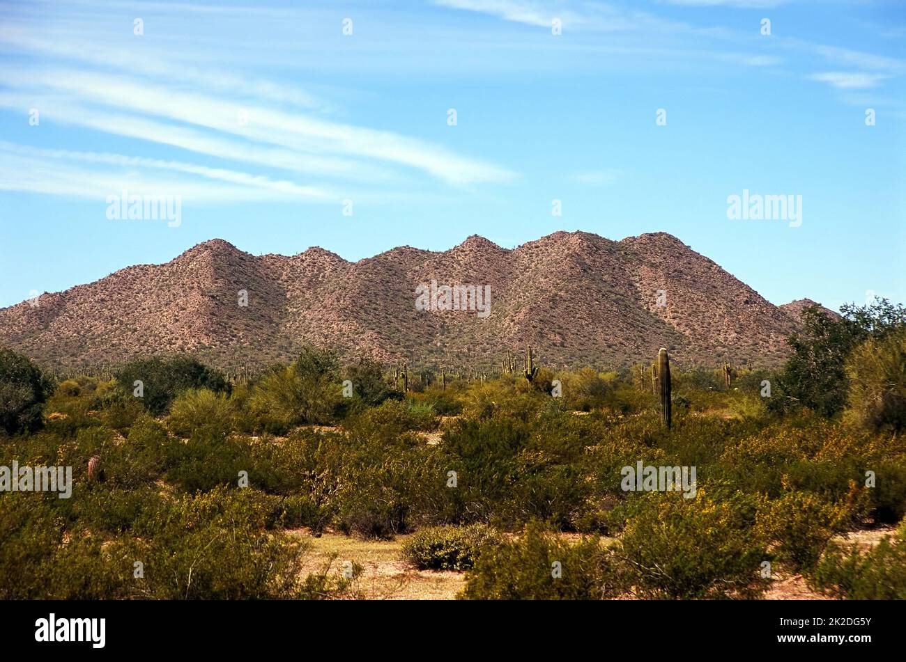 Sonora Desert Arizona Stock Photo