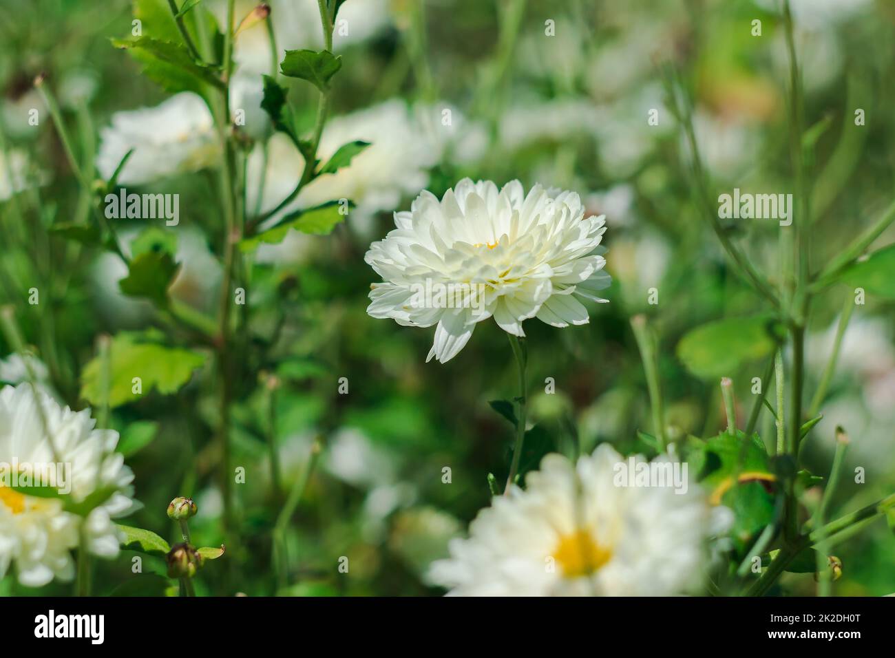 White flower fields, Dendranthema morifolium, cultivated in the highlands of Thailand For sale as fresh and dried flowers Stock Photo