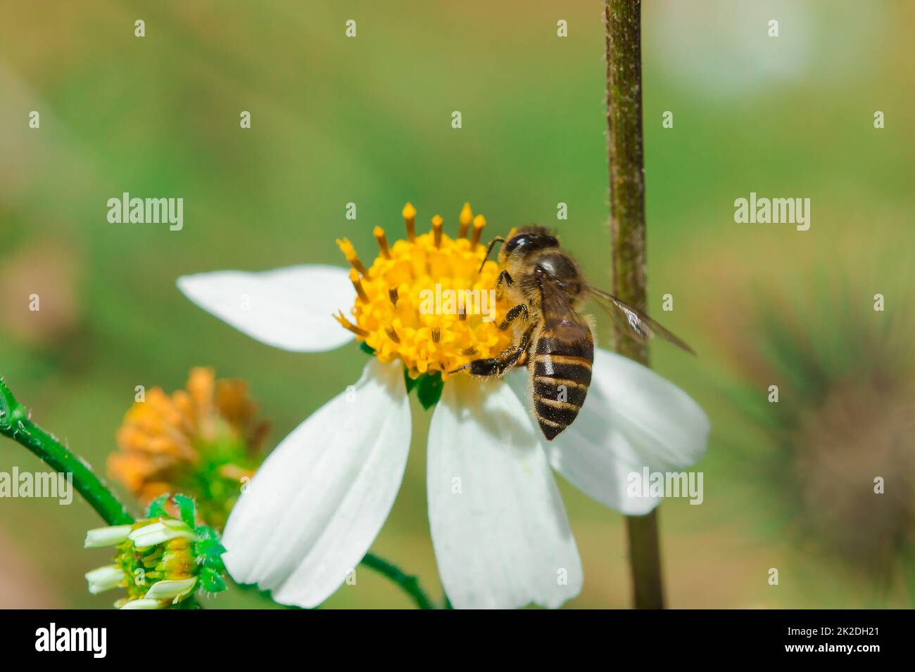 The bees are on Bidens pilosa that is blooming in nature. Stock Photo