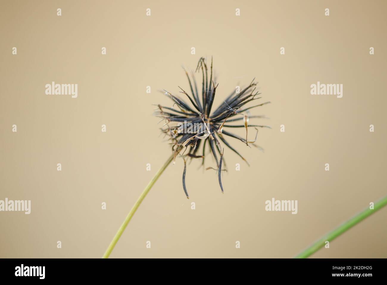 Pollen hay in nature That wilted in the summer Stock Photo Alamy