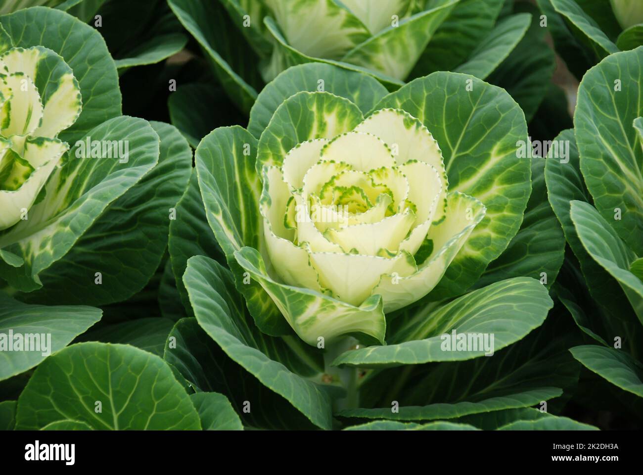 Ornamental cabbage in botanical garden, flowers and plants, environment