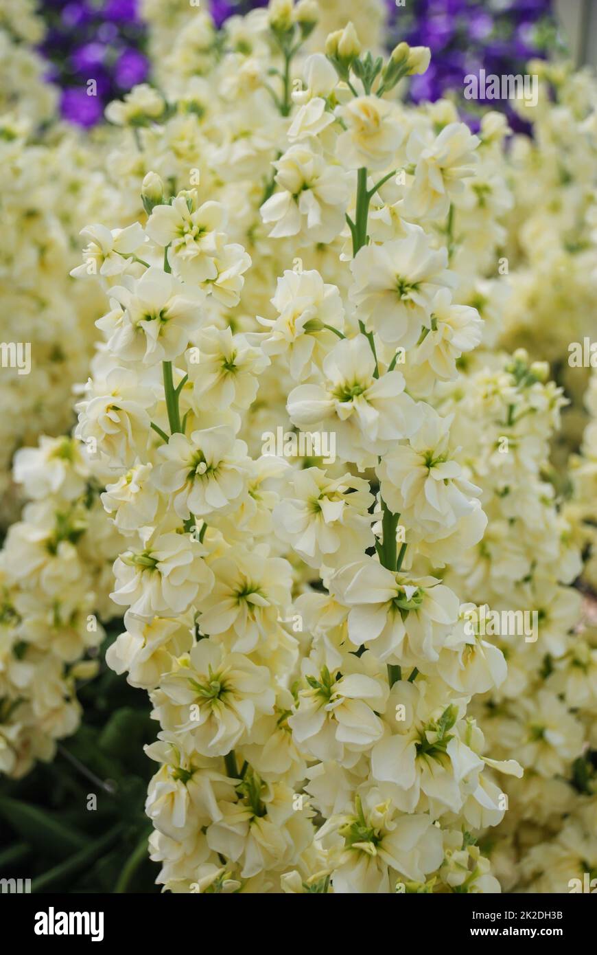 Matthiola incana flower, stock flowers, cut flowers in the nursery, full bloom Stock Photo