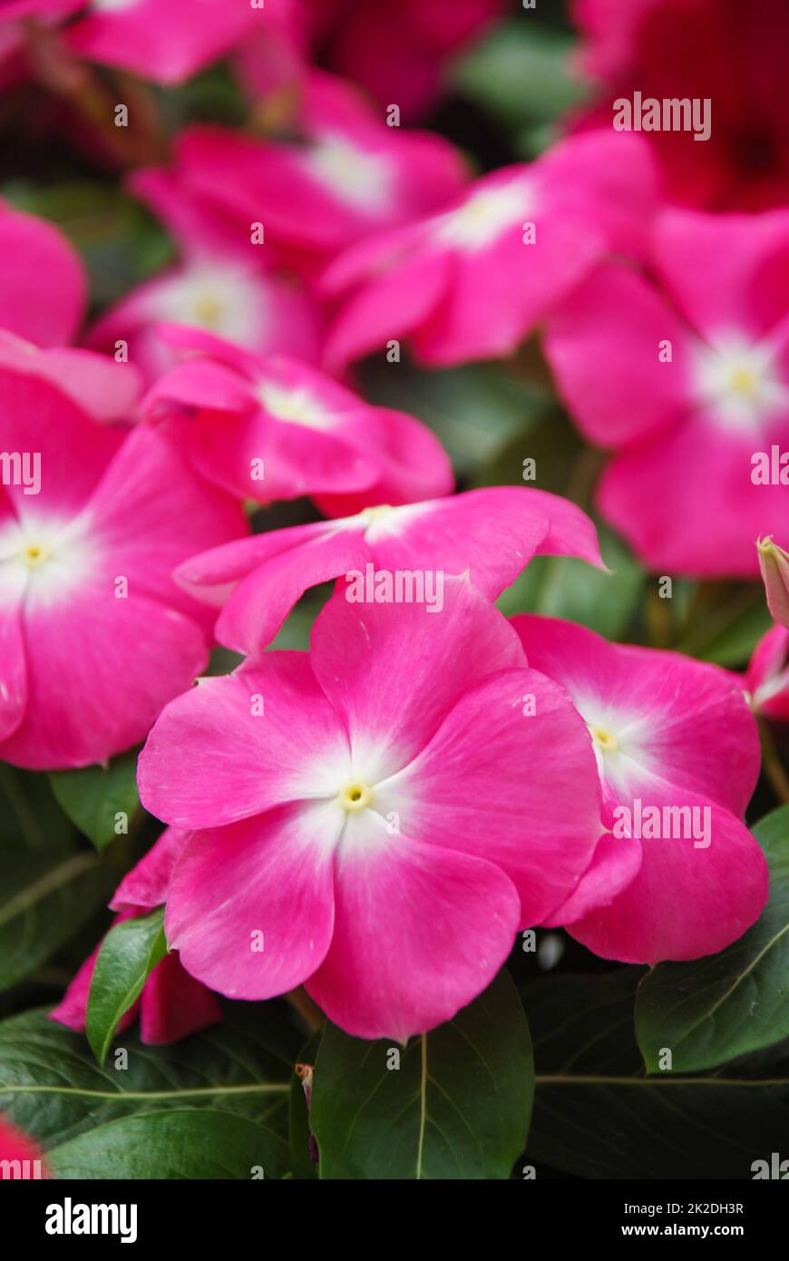 foliage vinca flowers, rose vinca flowers (Madagascar periwinkle Stock