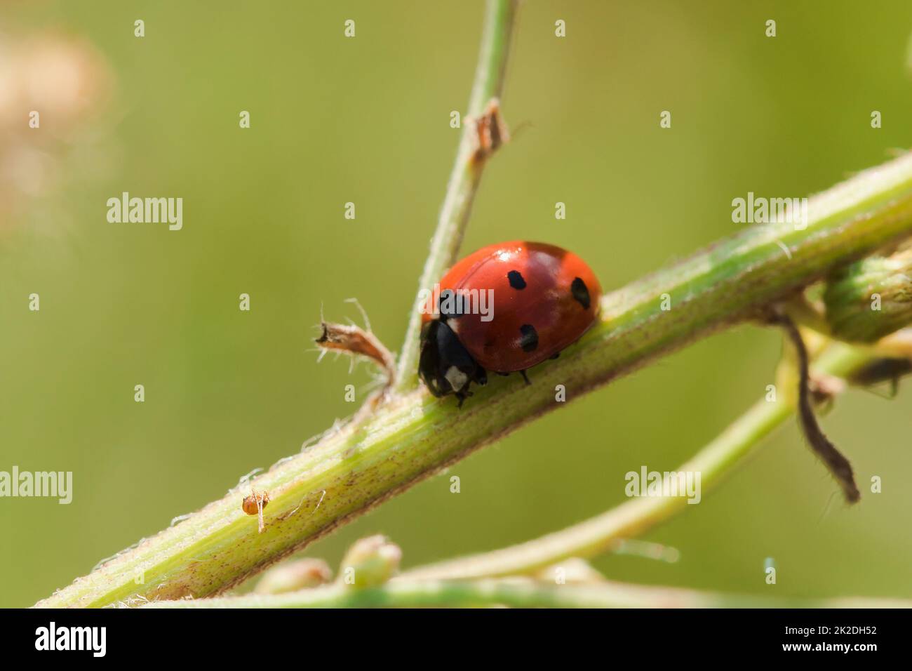 Ladybug on the tree is classified as a scarab Invertebrate There are many types and colors. Stock Photo
