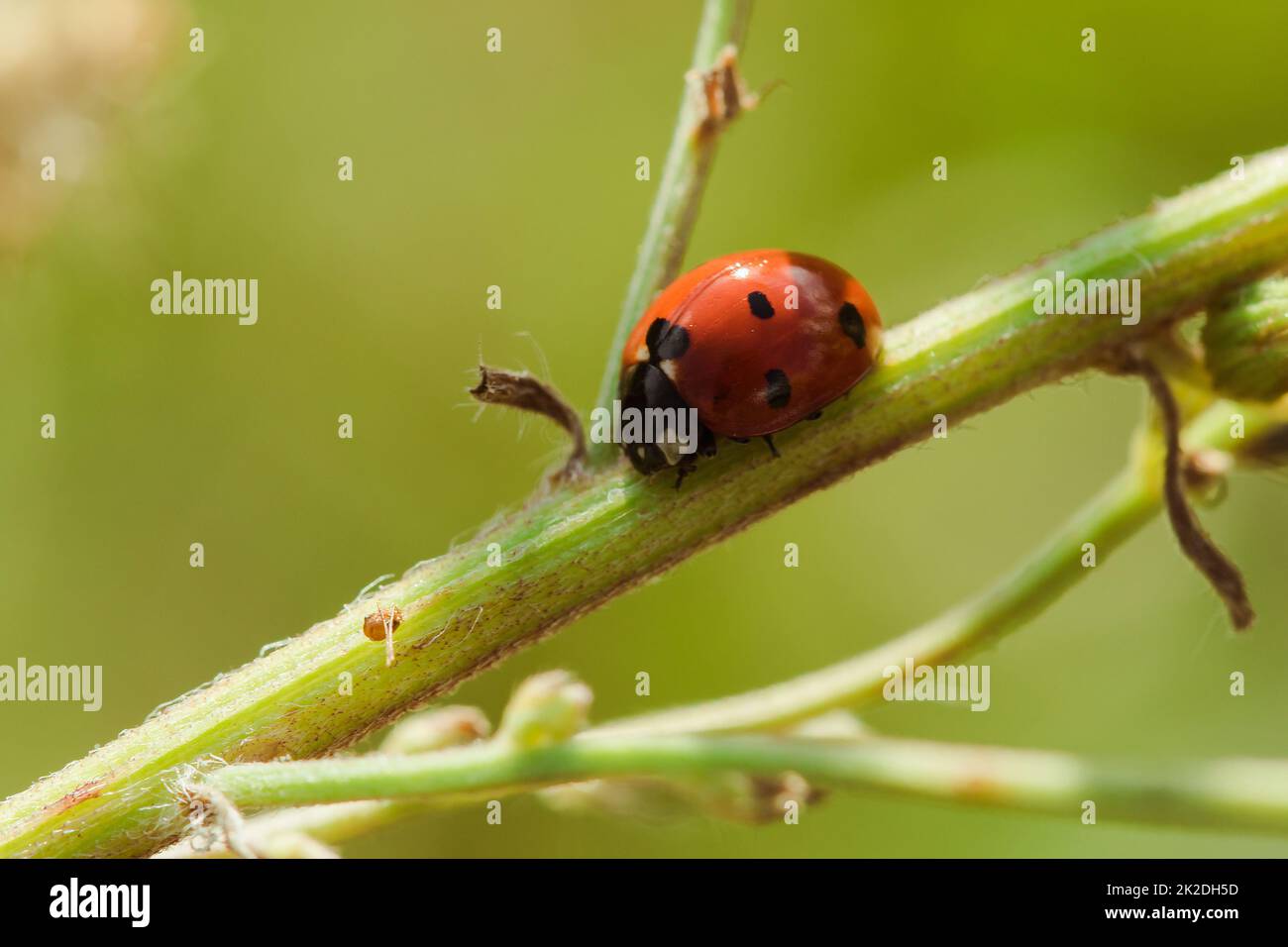 Ladybug on the tree is classified as a scarab Invertebrate There are many types and colors. Stock Photo