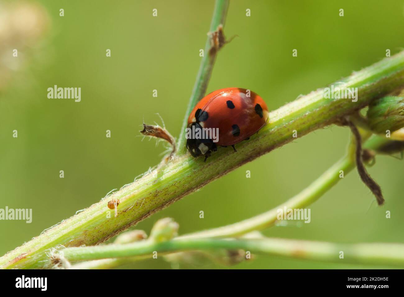 Ladybug hi-res stock photography and images - Page 7 - Alamy
