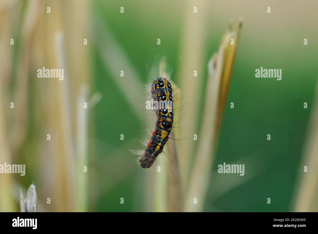 Worms are on the rice plant in nature Stock Photo - Alamy