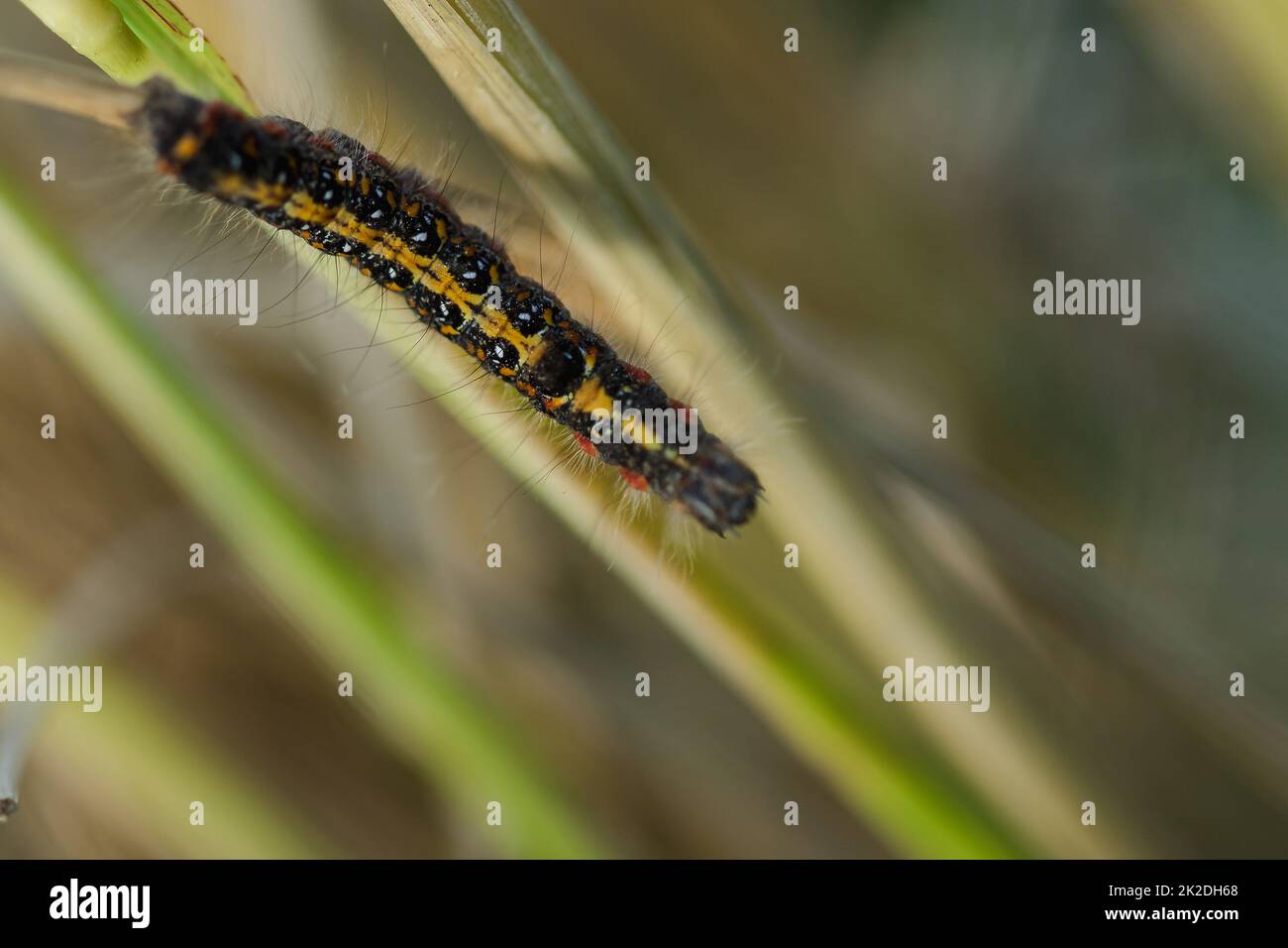 Worms are on the rice plant in nature Stock Photo - Alamy